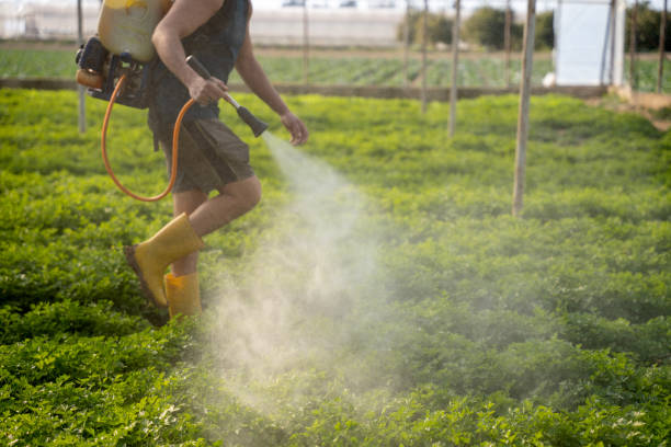 Best Wasp Removal Services  in Long Beach, IN