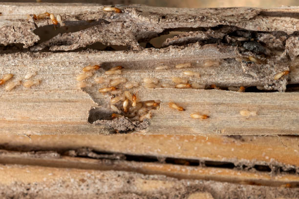 Best Affordable Pest Control Services  in Long Beach, IN